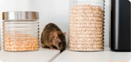 Pest or vermin infestation