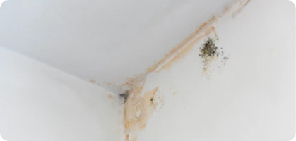 Damp & mould
